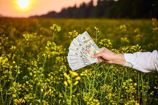 Agronómus férfi vagy gazdálkodó gazdaság pénz dollár bankjegy virágzó termesztett repce mező a háttérben — Stock Fotó