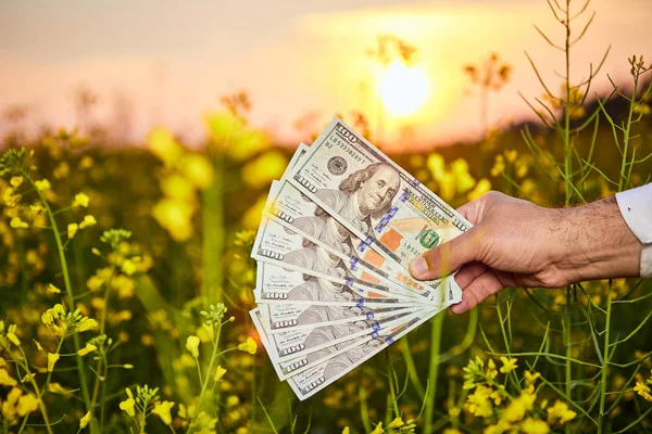 Agronomist man or farmer holding money dollar banknote with blossoming cultivated canola field in background — Stock Photo, Image