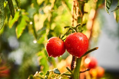 Olgun doğal kiraz kırmızı domates suyu demet bir serada almaya hazır büyüyen damla