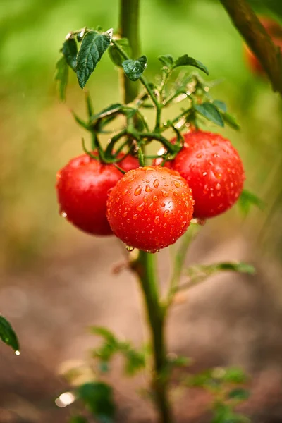 Grono Dojrzałe naturalne czereśnia czerwone pomidory w wodzie krople do uprawy w szklarni, gotowe do odbioru — Zdjęcie stockowe