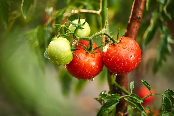 Banda zralé přírodní třešeň červená rajčata ve vodě kapky, pěstování ve skleníku připravena k vyzvednutí — Stock fotografie