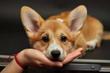 Sevimli köpek yavrusu Galli Corgi Pembroke yüzünü hanımefendinin elinin üzerine koydu.