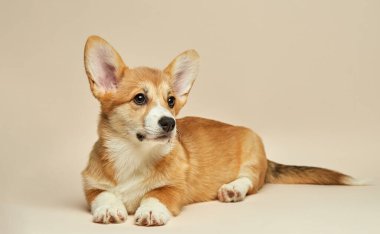 Tatlı köpek yavrusu Galli Corgi Pembroke açık arka planda yatıyor.