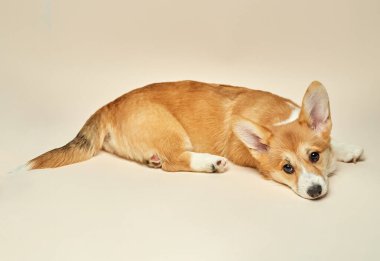 Tatlı köpek yavrusu Galli Corgi Pembroke açık arka planda yatıyor.