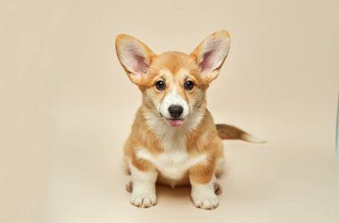 Sevimli köpek yavrusu Galli Corgi Pembroke dilini gösteriyor ve arka planda oturuyor.