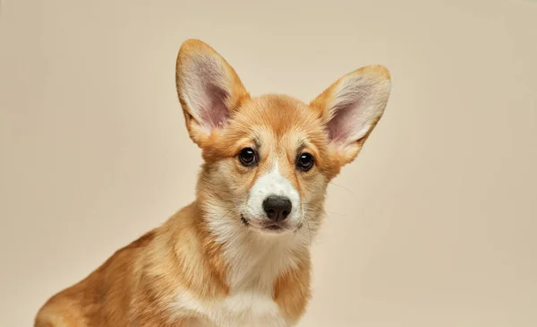 Uroczy Szczeniak Welsh Corgi Pembroke Siedzi Jasnym Tle — Zdjęcie stockowe