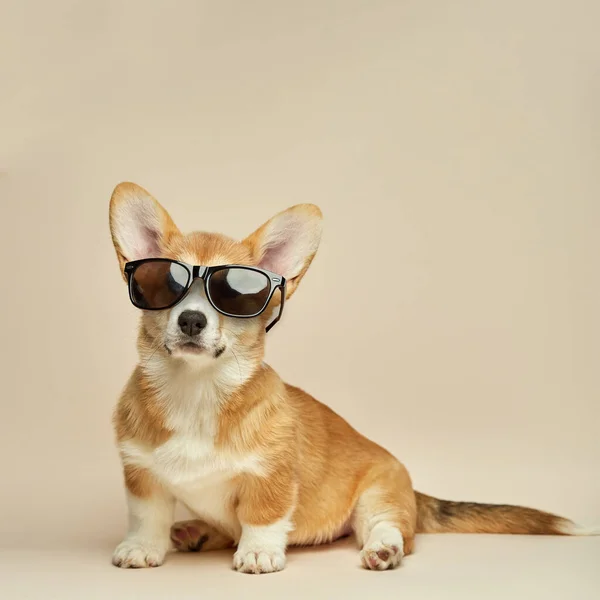 Funny Cool Welsh Corgi Pembroke Puppy Glasses Sitting Light Background — Stock Photo, Image