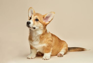 Tatlı köpek yavrusu Galli Corgi Pembroke açık arka planda oturuyor.