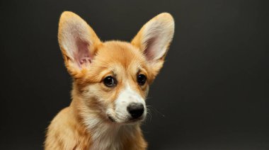Siyah arka planda sevimli Galli Corgi Pembroke