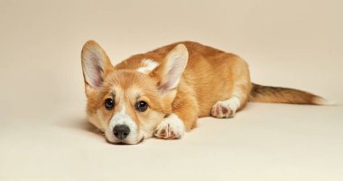 Tatlı köpek yavrusu Galli Corgi Pembroke açık arka planda yatıyor.