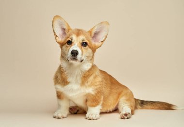 Tatlı köpek yavrusu Galli Corgi Pembroke açık arka planda oturuyor.