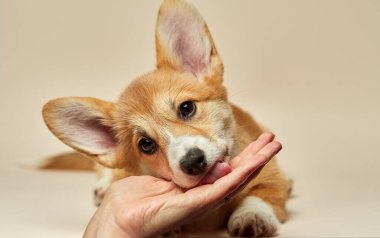 Sevimli köpek yavrusu Galli Corgi Pembroke sahibinin elini yaladı.