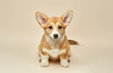 Tatlı köpek yavrusu Galli Corgi Pembroke açık arka planda oturuyor.