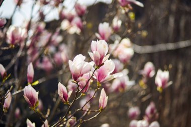 Botanik bahçesinde büyük pembe çiçekleri olan çiçek açan manolya ağacı. Doğal arka plan kavramı.