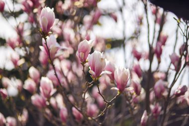 Botanik bahçesinde büyük pembe çiçekleri olan çiçek açan manolya ağacı. Doğal arka plan kavramı.