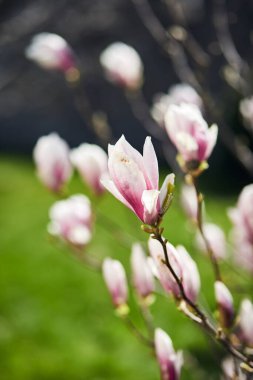 Botanik bahçesinde büyük pembe çiçekleri olan çiçek açan manolya ağacı. Doğal arka plan kavramı.