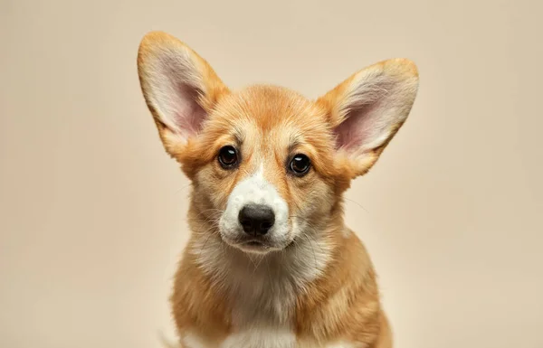 Entzückende Süße Welpe Welsh Corgi Pembroke Sitzt Auf Hellem Hintergrund — Stockfoto