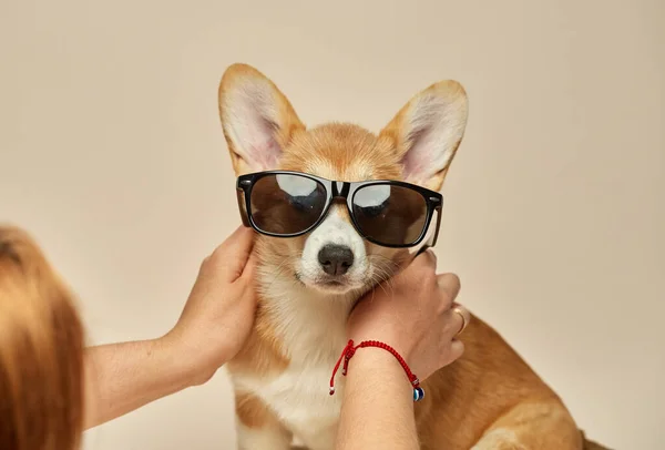 Engraçado Legal Galês Corgi Pembroke Cachorro Com Óculos Sentados Fundo — Fotografia de Stock