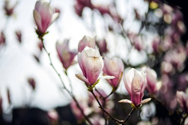 Botanik bahçesinde büyük pembe çiçekleri olan çiçek açan manolya ağacı. Doğal arka plan kavramı.