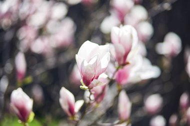 Botanik bahçesinde büyük pembe çiçekleri olan çiçek açan manolya ağacı. Doğal arka plan kavramı.