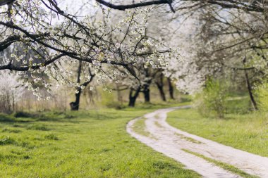 Kırsal kesimdeki kiraz ağaçlarının arasından kıvrılan manzaralı bahar yolu. Yüksek kalite fotoğraf
