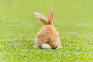 Büyük kulaklı tavşan çimlerin üzerinde dolaşıyor. Arka taraftaki tavşanı kapat..