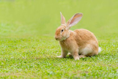 Büyük kulaklı tavşan çimlerin üzerinde dolaşıyor. Tavşan suratını kapat..