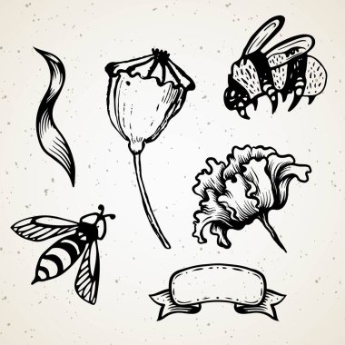 Haşhaş çiçeği. Beyaz arka planda izole kırmızı Poppies