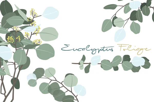 Illustration Vectorielle Des Collections Invitations Feuillage Eucalyptus — Image vectorielle