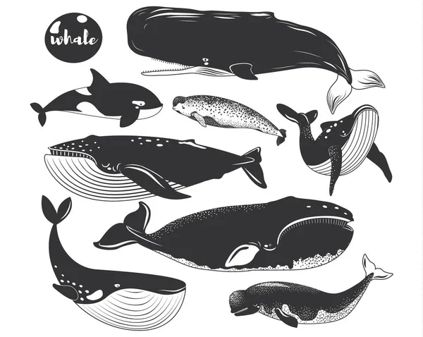 Raccolte Specie Balene Marine Doodle — Vettoriale Stock