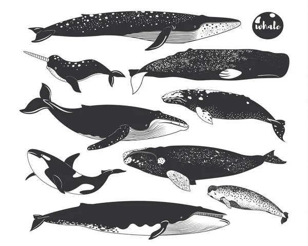Doodle Cute Marine Animal Whale Elementos Especies — Archivo Imágenes Vectoriales