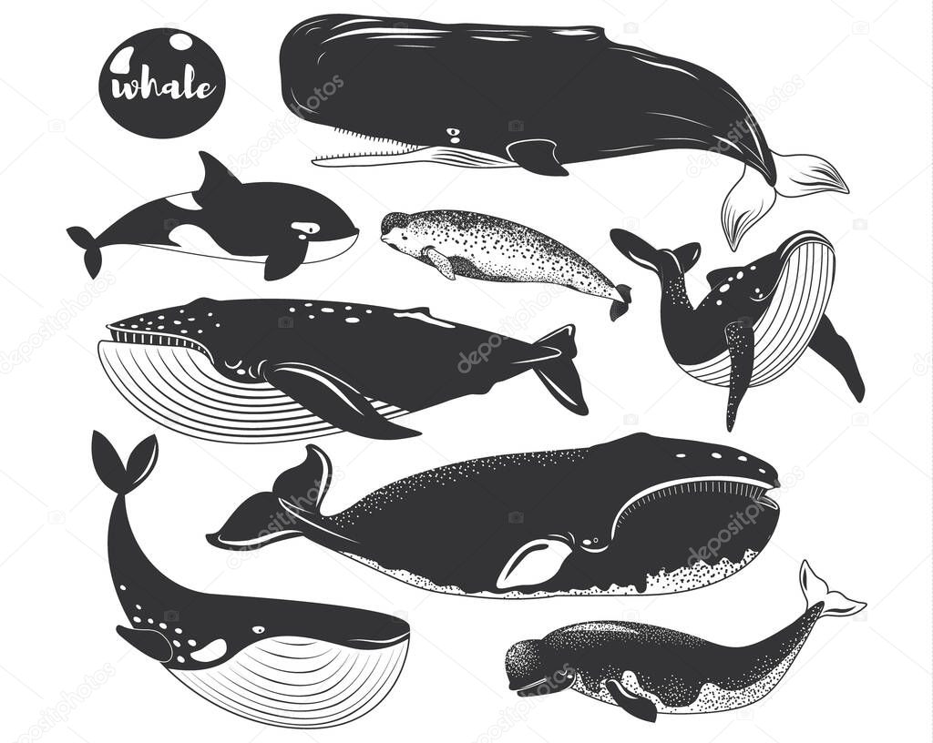 Doodle Marine Animal Whale Species Collections