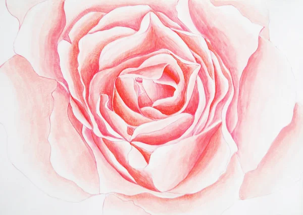 Background with painted rose.