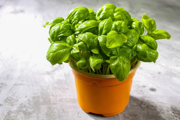 Bunch of fresh basil on concrete background. Fresh green basil with copy space. Selective focus