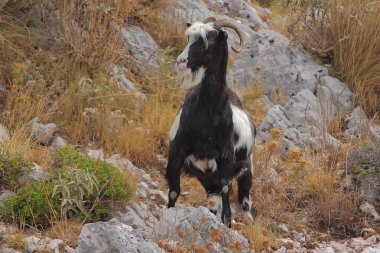 Arnavutluk'ta Llogar Geçidi üzerinde bakış açısının çevresinde otlayan bir keçi.
