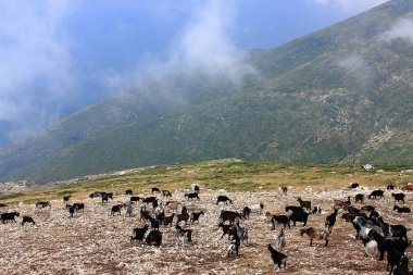 Arnavutluk'ta Llogar Geçidi'nin görüş açısına yakın bir keçi sürüsi.