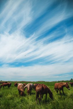 atlar alana otlatmak