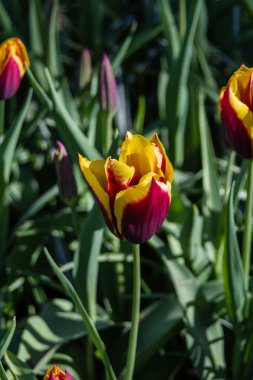 Tulipa bahar sürpriz kimden Hollanda
