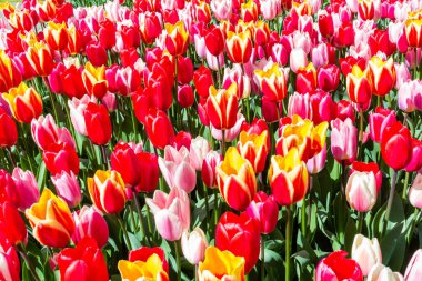 Tulipa bahar sürpriz kimden Hollanda