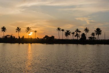 Günbatımı Kerala durgun, palmiye ağaçları ve yaban hayatı Hindistan