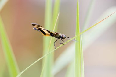 Altın Rhyothemis variegata yusufçuk Kerala, Hindistan