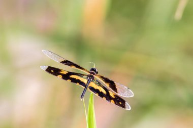 Altın Rhyothemis variegata yusufçuk Kerala, Hindistan