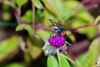 Kerala Hindistan üzerinden sevilmektir güve (Amata sp)