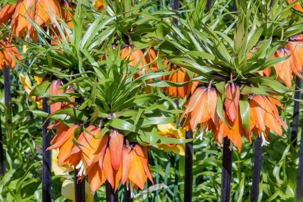 Guirnalda Estrellas Fritillaria Imperialis — Foto de Stock