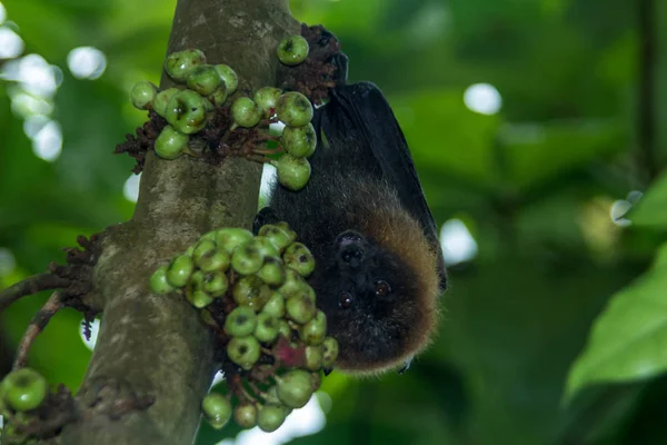 Bat Rousettus Aegyptiacus Étkezési Gyümölcs — Stock Fotó