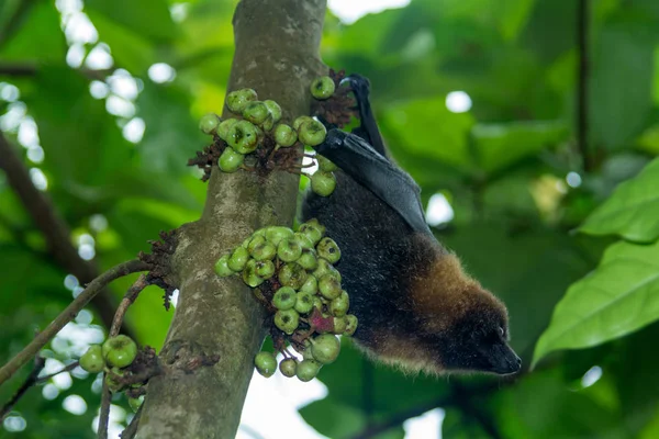 Bat Rousettus Aegyptiacus Їсть Фрукти — стокове фото