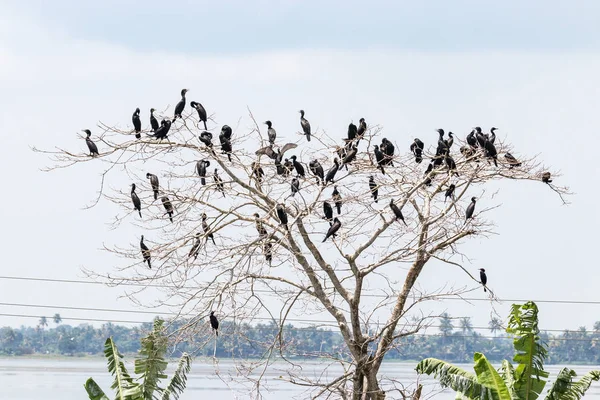 Cormorano Indiano Del Kerala — Foto Stock