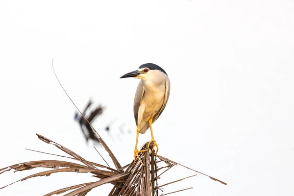 Ptaków Mewy Wody Zaścianka Kerala Indiach — Zdjęcie stockowe