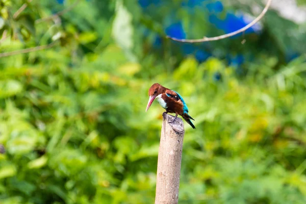 Zimorodek Ptak Kerala Indiach — Zdjęcie stockowe
