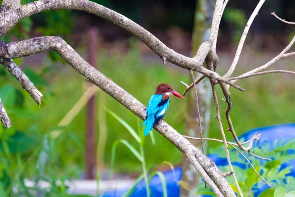 Kingfisher Oiseau Kerala Inde — Photo